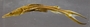 Sorubimichthys planiceps FMNH 92592